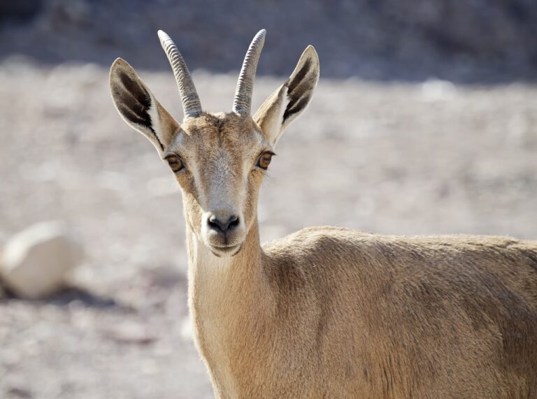 nubian ibex, young, desert-4764738.jpg