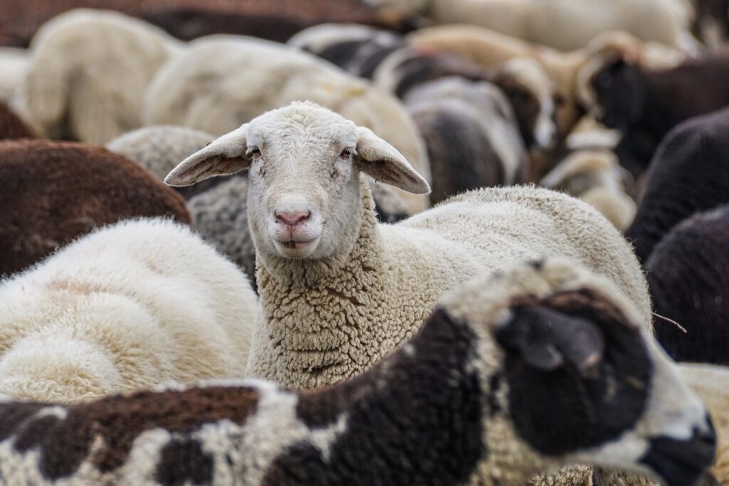 sheep, animals, flock-4810513.jpg